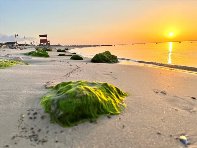 a picture of a kitchen with a sink and a potted plant