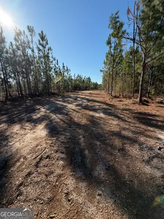 a view of dirt yard with a large tree