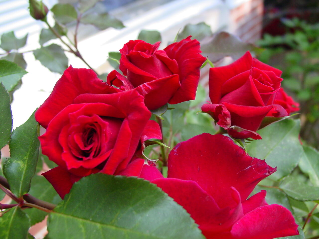 12 Ocean View Road Scarborough, ME 04074 - Photo 69 of 82 Plants_front_roses