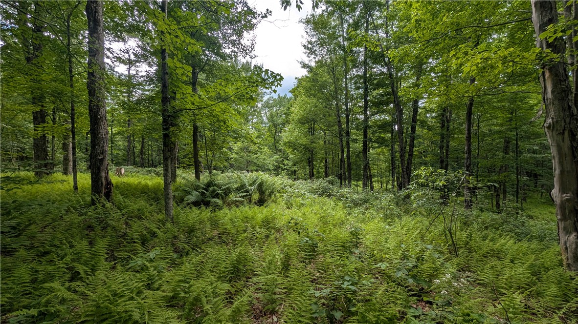 201 Sunrise Mountain Road Kortright, NY 13739 - Photo 48 of 49 West side of Sunrise Mt Rd.