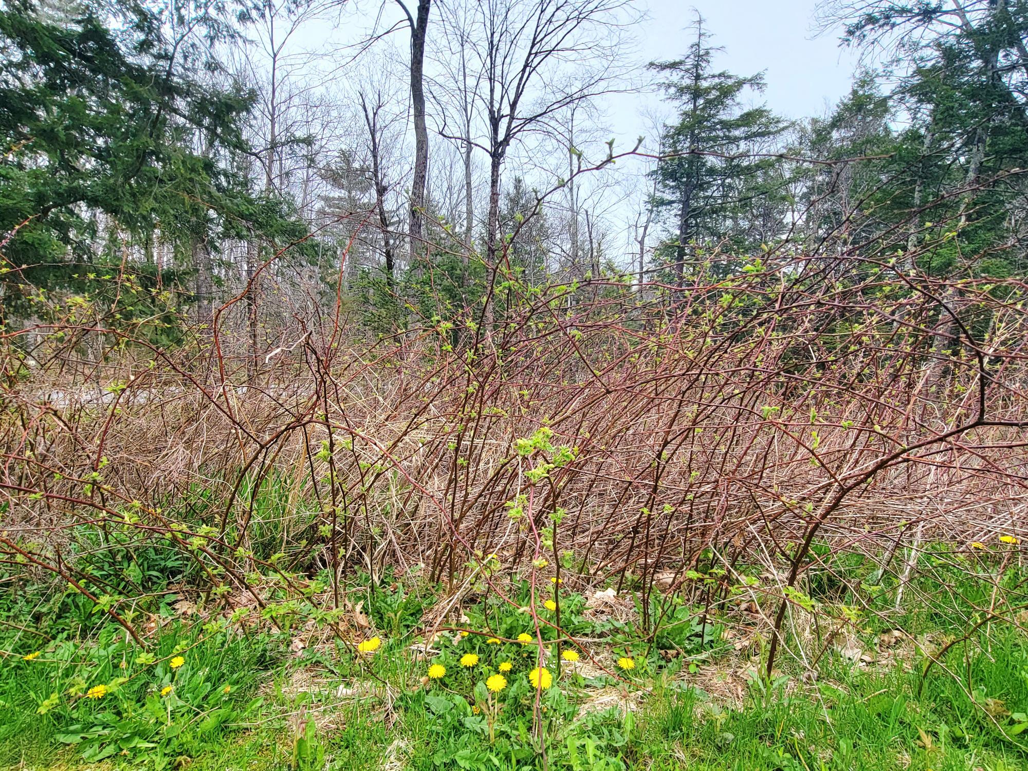 6 Skyscraper Hill Road Brooks, ME 04921 - Photo 35 of 44 Established Blackberries