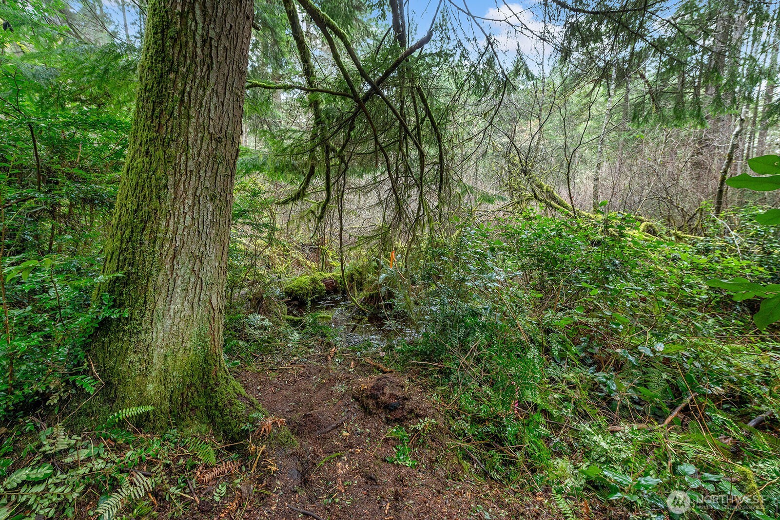 a view of a lush green forest