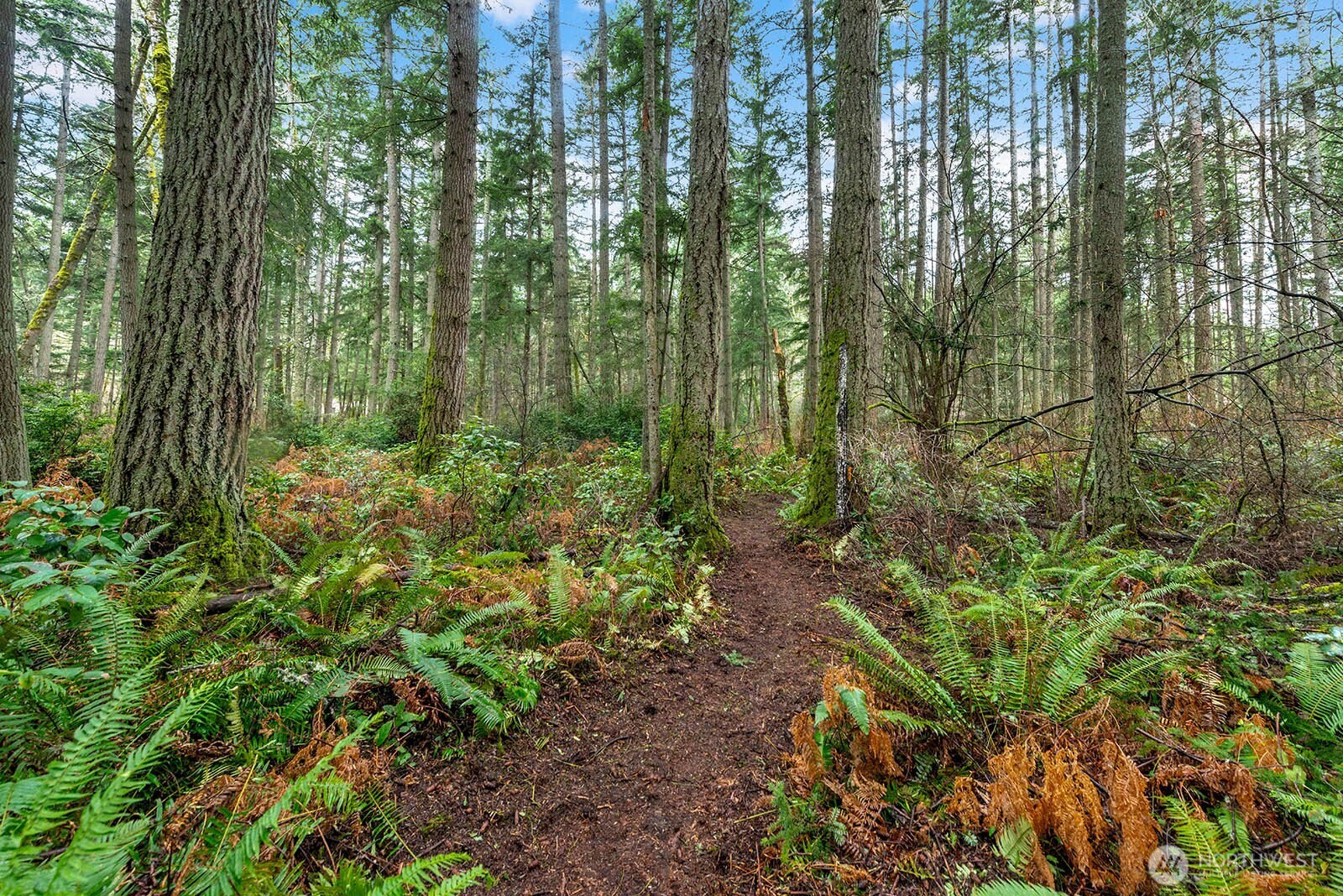 0 Southwest 220th Street Vashon, WA 98070 - Photo 12 of 22 a view of a forest with trees