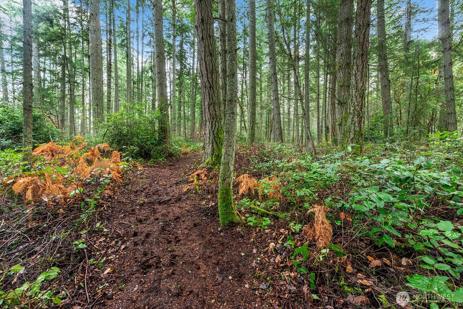 0 Southwest 220th Street Vashon, WA 98070 - Photo 15 of 22 a backyard of a house with lots of green space