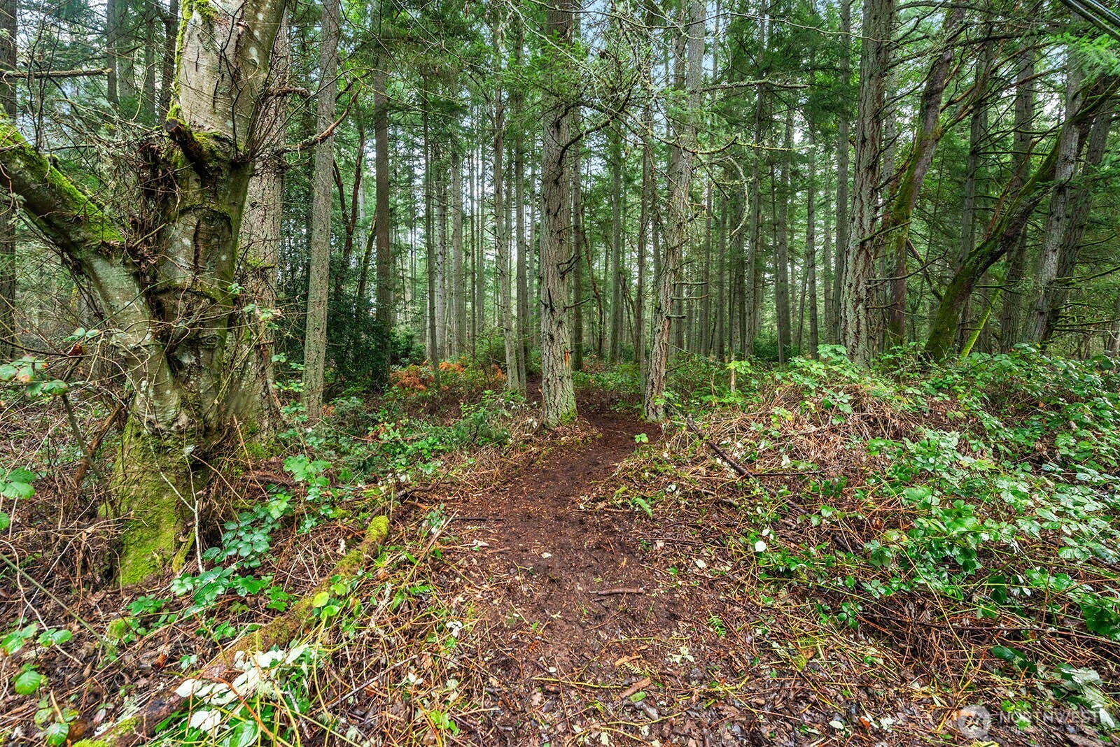 0 Southwest 220th Street Vashon, WA 98070 - Photo 16 of 22 a view of outdoor space and green space