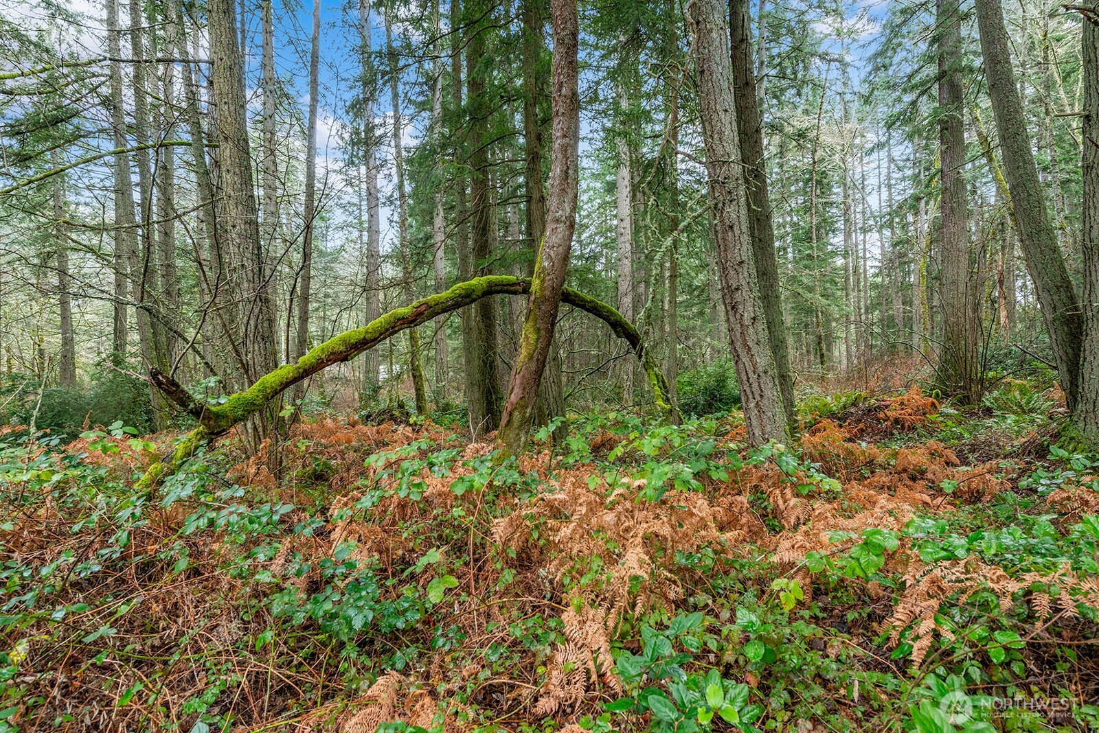 0 Southwest 220th Street Vashon, WA 98070 - Photo 17 of 22 a view of outdoor space and garden