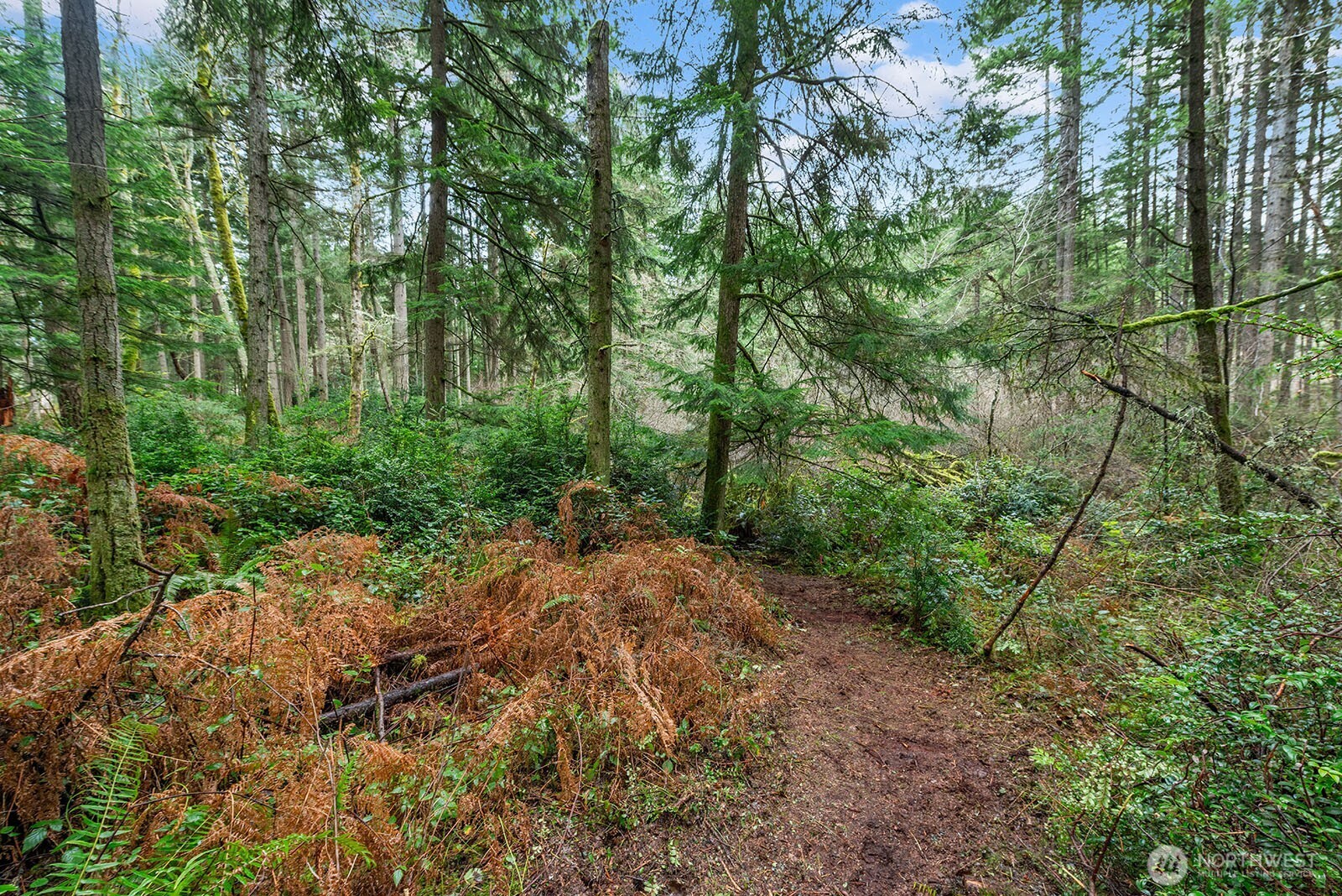 0 Southwest 220th Street Vashon, WA 98070 - Photo 2 of 22 a big yard with lots of green space and deers