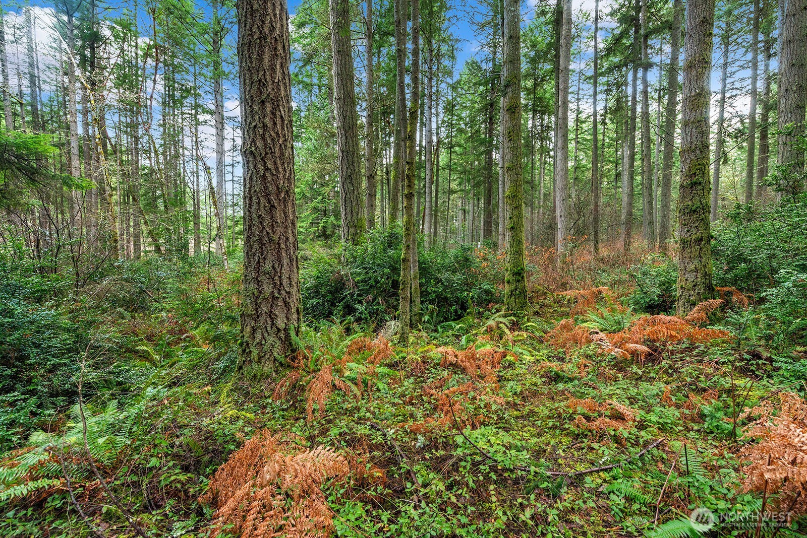 0 Southwest 220th Street Vashon, WA 98070 - Photo 3 of 22 a view of a garden with plants and trees