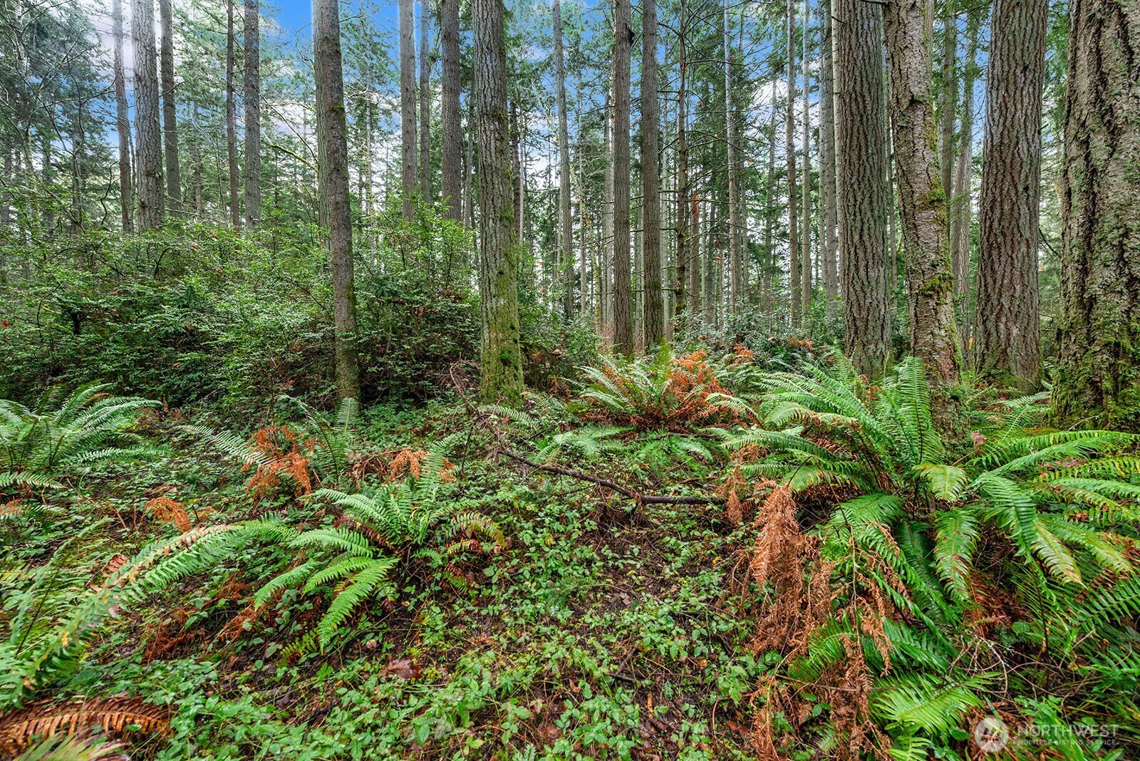 0 Southwest 220th Street Vashon, WA 98070 - Photo 4 of 22 a view of a garden with plants and trees