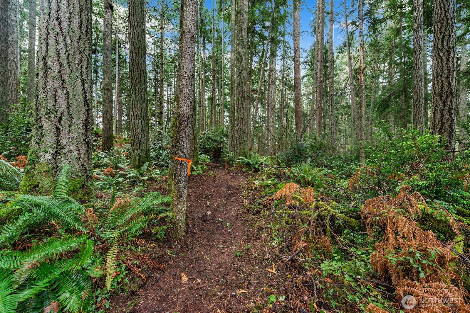 0 Southwest 220th Street Vashon, WA 98070 - Photo 5 of 22 a view of forest
