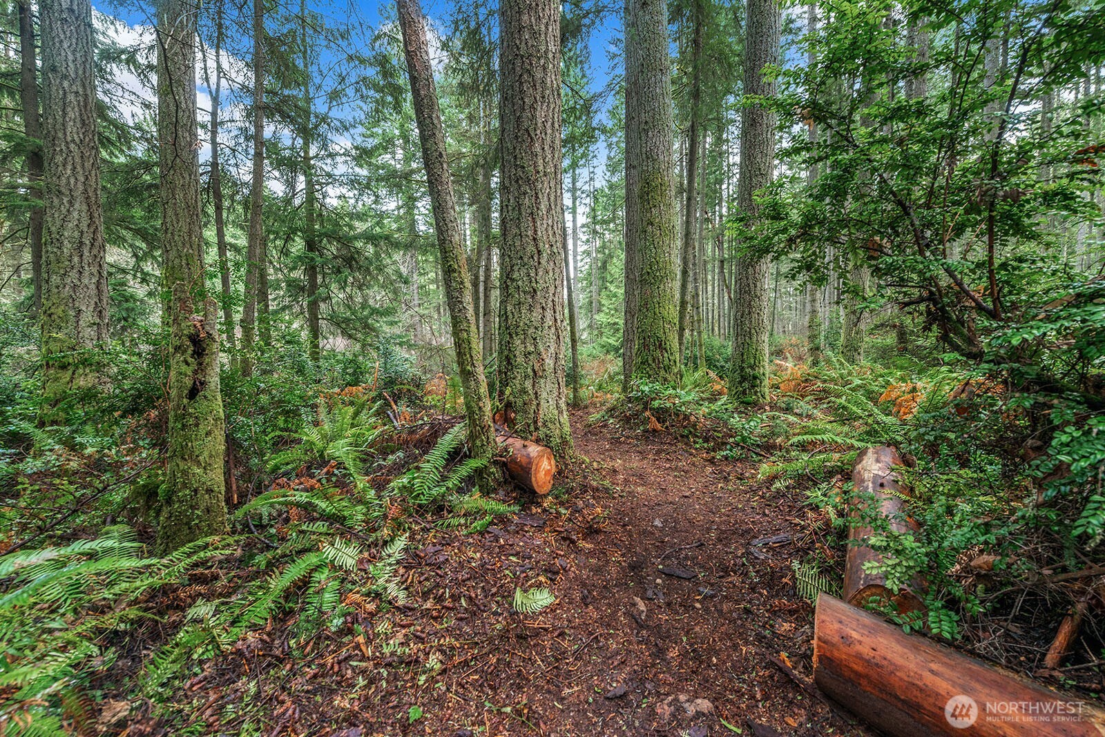 0 Southwest 220th Street Vashon, WA 98070 - Photo 6 of 22 a view of a garden with plants