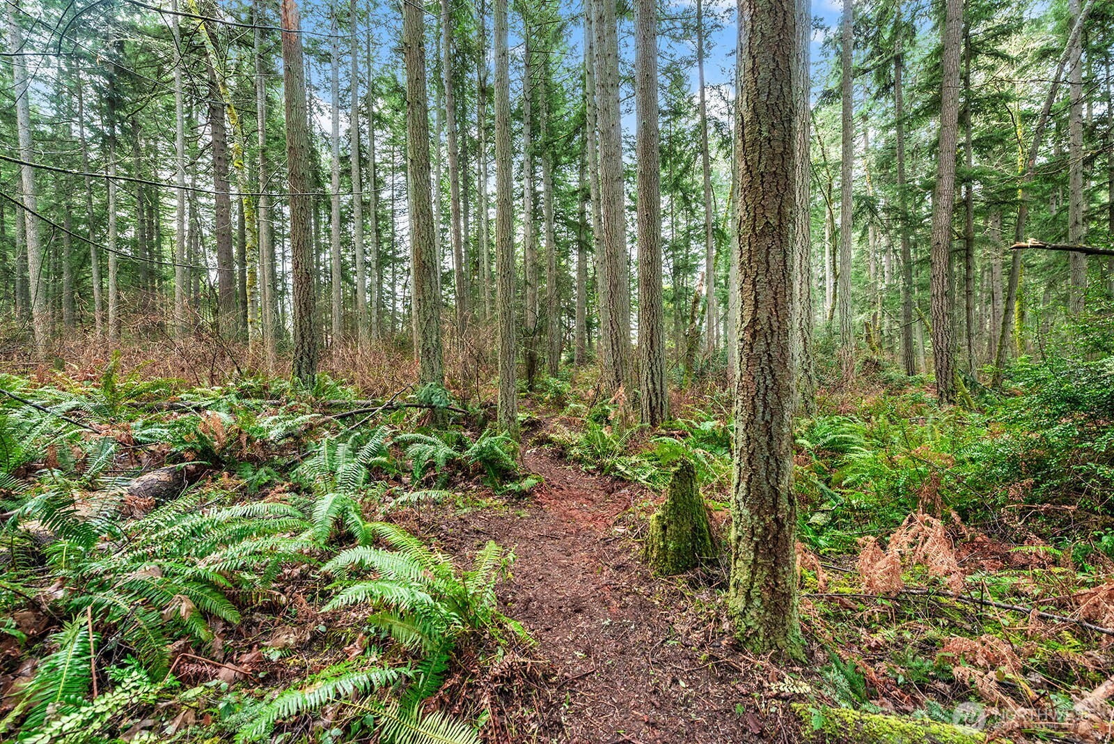 0 Southwest 220th Street Vashon, WA 98070 - Photo 7 of 22 a view of a garden with plants and trees