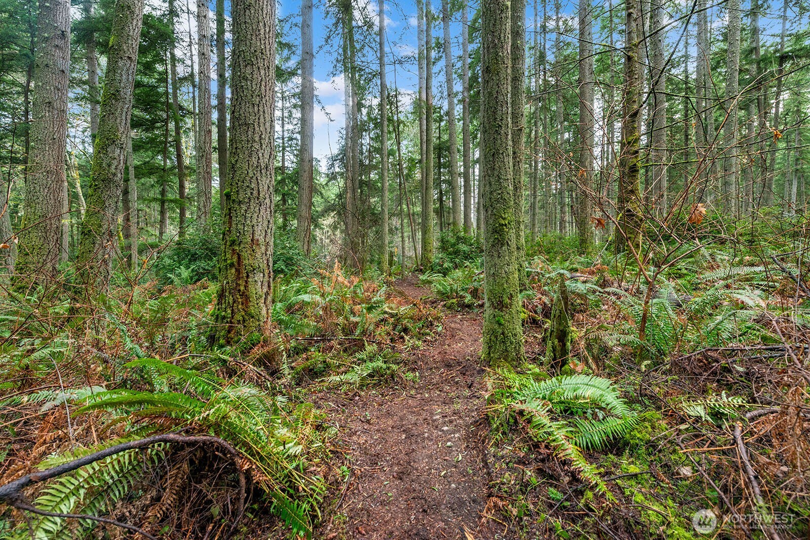 0 Southwest 220th Street Vashon, WA 98070 - Photo 8 of 22 a view of a garden