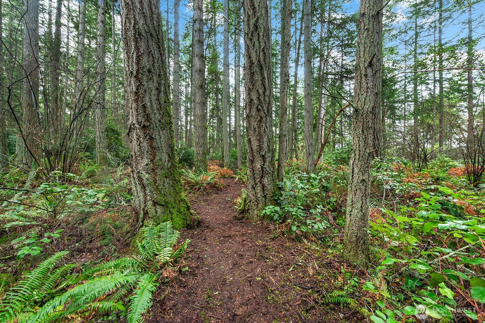 0 Southwest 220th Street Vashon, WA 98070 - Photo 9 of 22 a view of outdoor space and garden