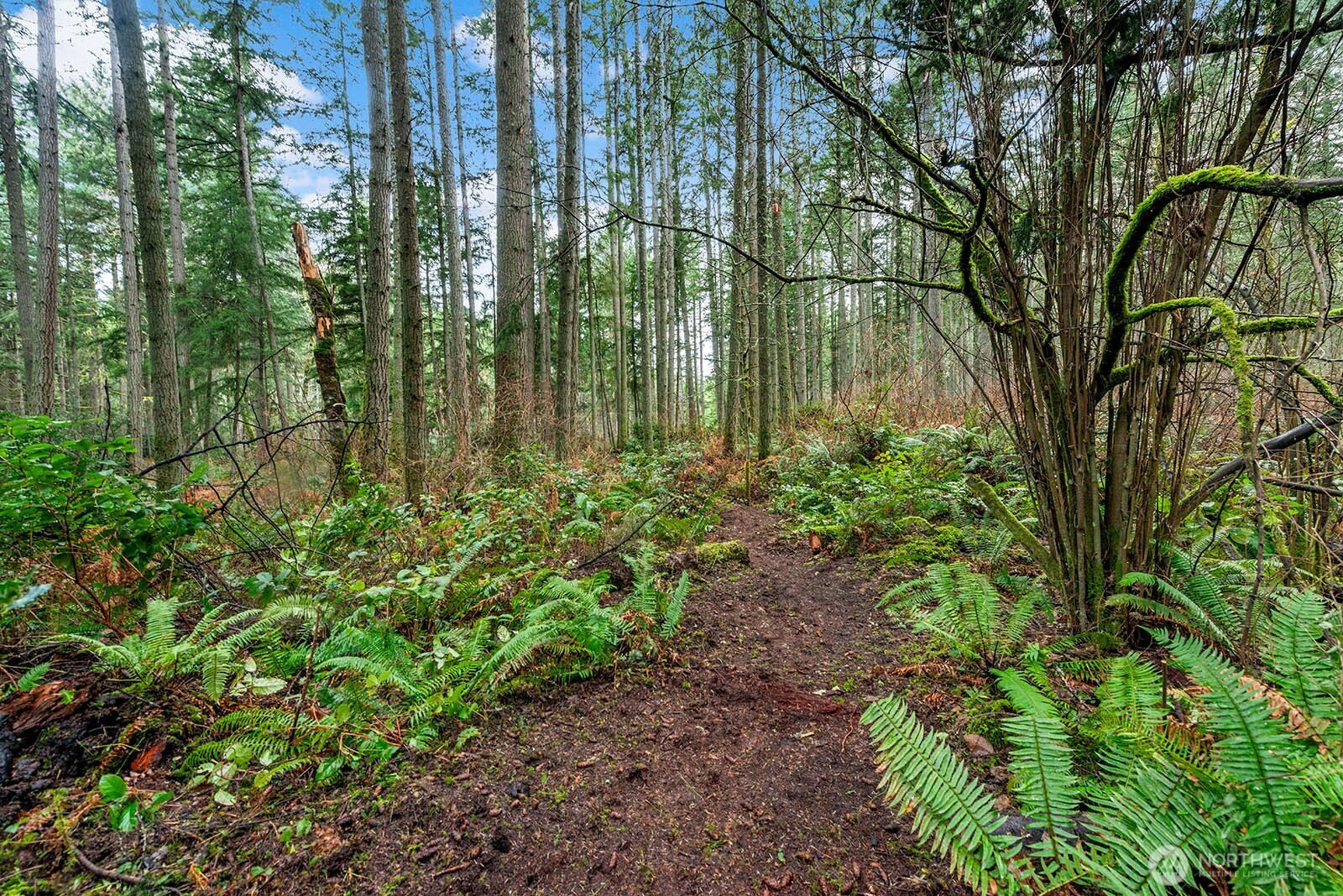 0 Southwest 220th Street Vashon, WA 98070 - Photo 10 of 22 a view of a garden