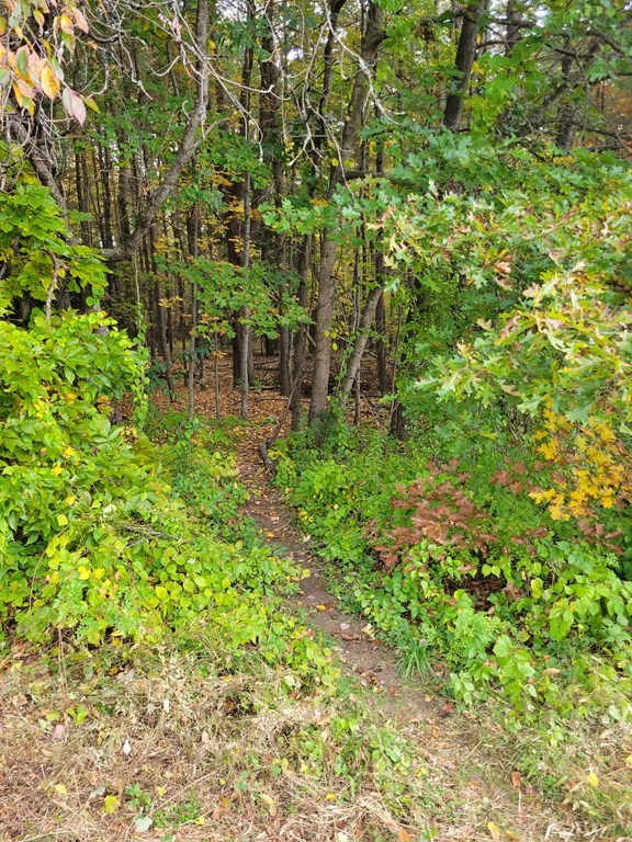 46 Evergreen Road, Unit 210 Leeds, MA 01053 - Photo 6 of 34 a backyard of a house with lots of green space and trees all around
