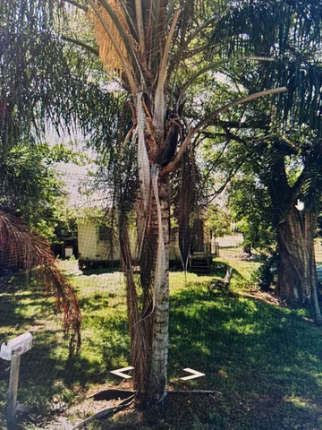 a view of backyard with tree