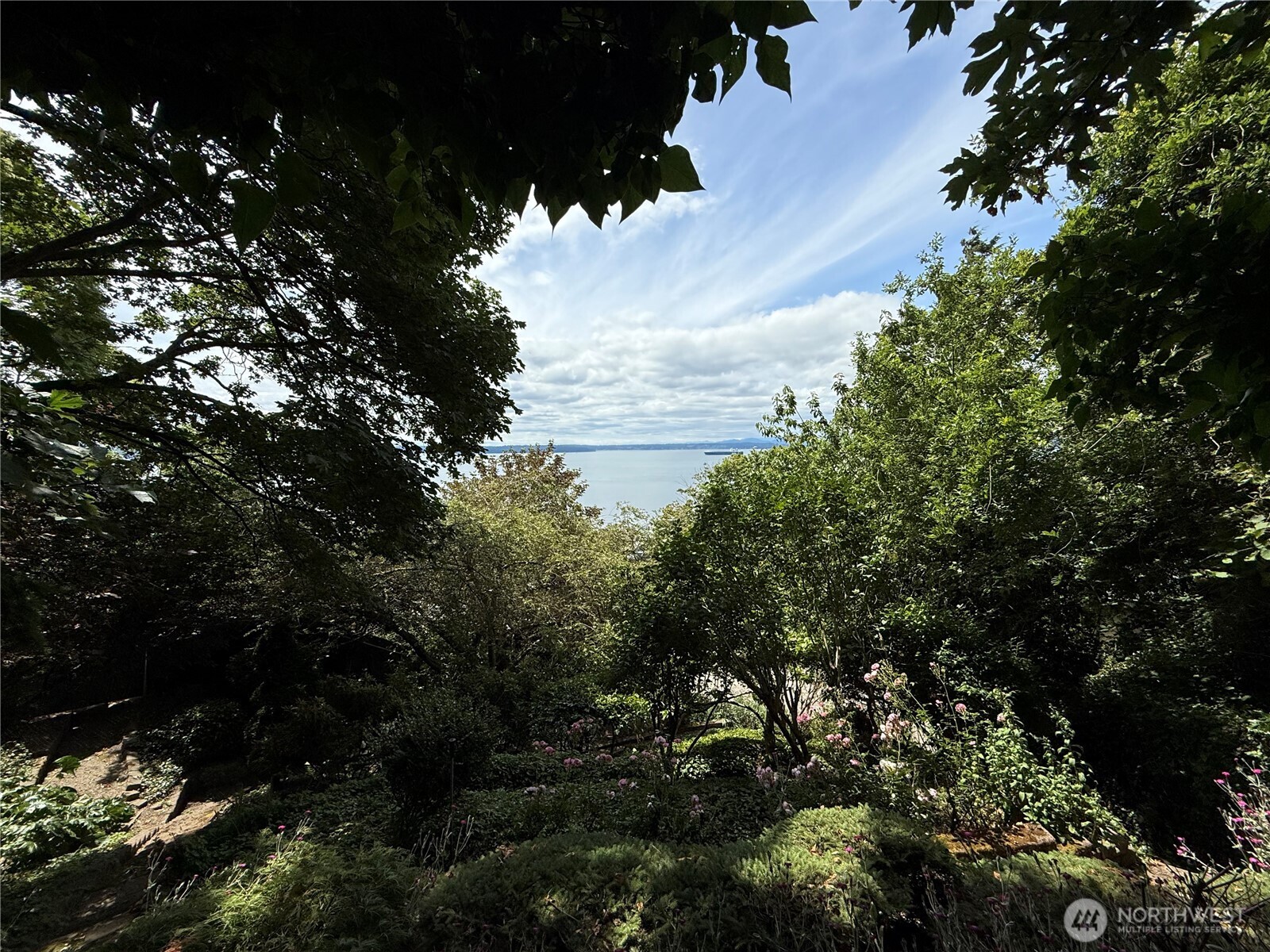 a view of a tree in a yard