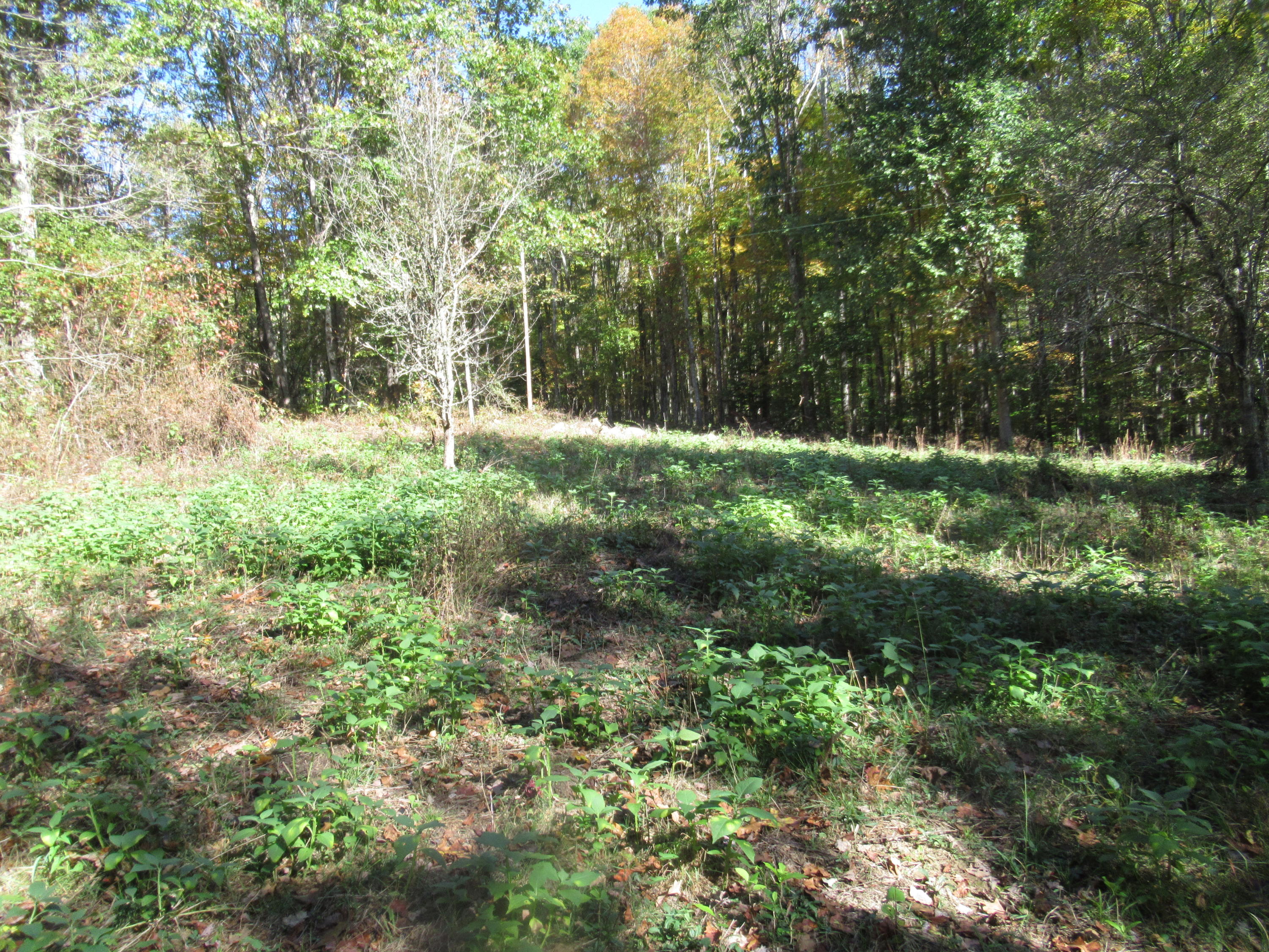 George Ballengee Road Alderson, WV 24910 - Photo 10 of 17 Gallery Image 10