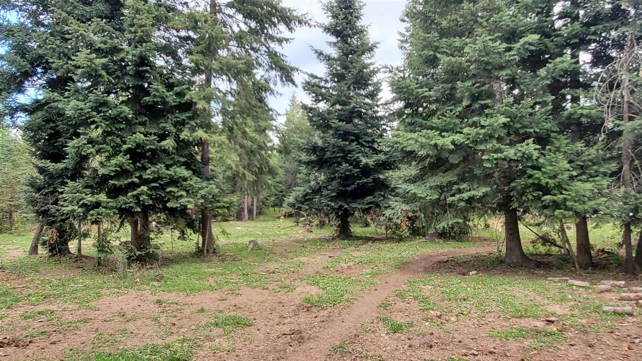 4730 Gibson Dahl Road Clayton, WA 99110 - Photo 32 of 50