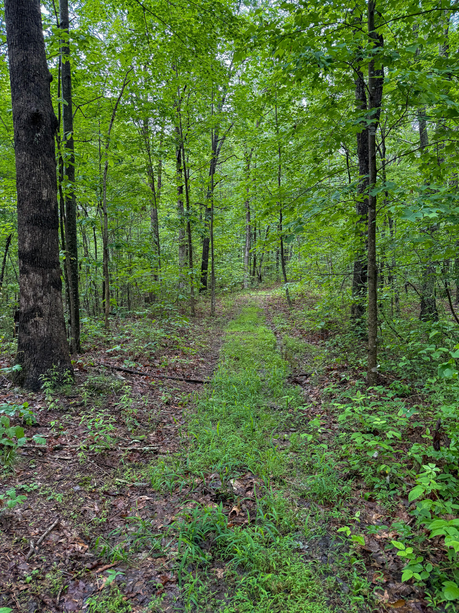 0 Cooper Ridge Road Wallingford, KY 41093 - Photo 14 of 16 Wooded acreage featuring a natural path, mature trees, and dense foliage