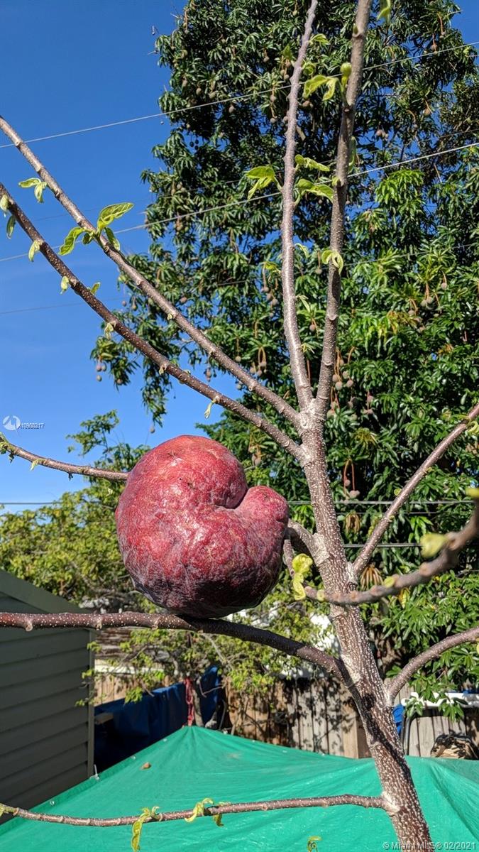 4630 Southwest 134th Avenue Southwest Ranches, FL 33330 - Photo 77 of 87 Chirimoya fruit