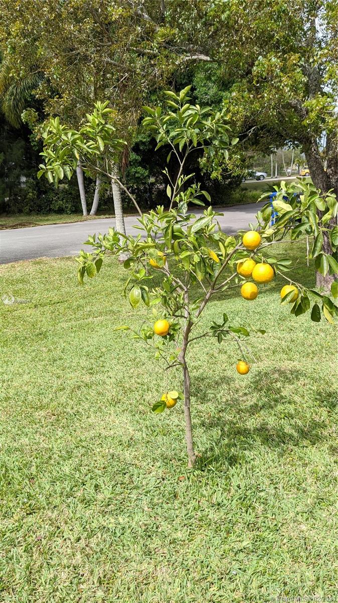 4630 Southwest 134th Avenue Southwest Ranches, FL 33330 - Photo 81 of 87 sweet orange tree