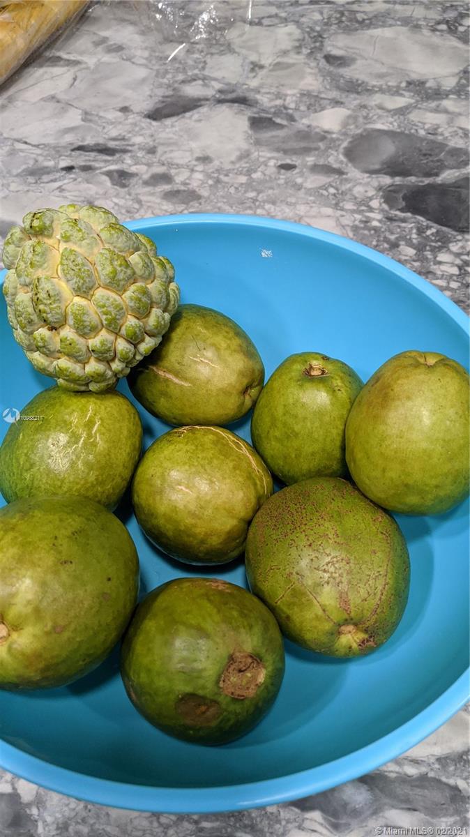 4630 Southwest 134th Avenue Southwest Ranches, FL 33330 - Photo 83 of 87 Red Guava and Sugar apple