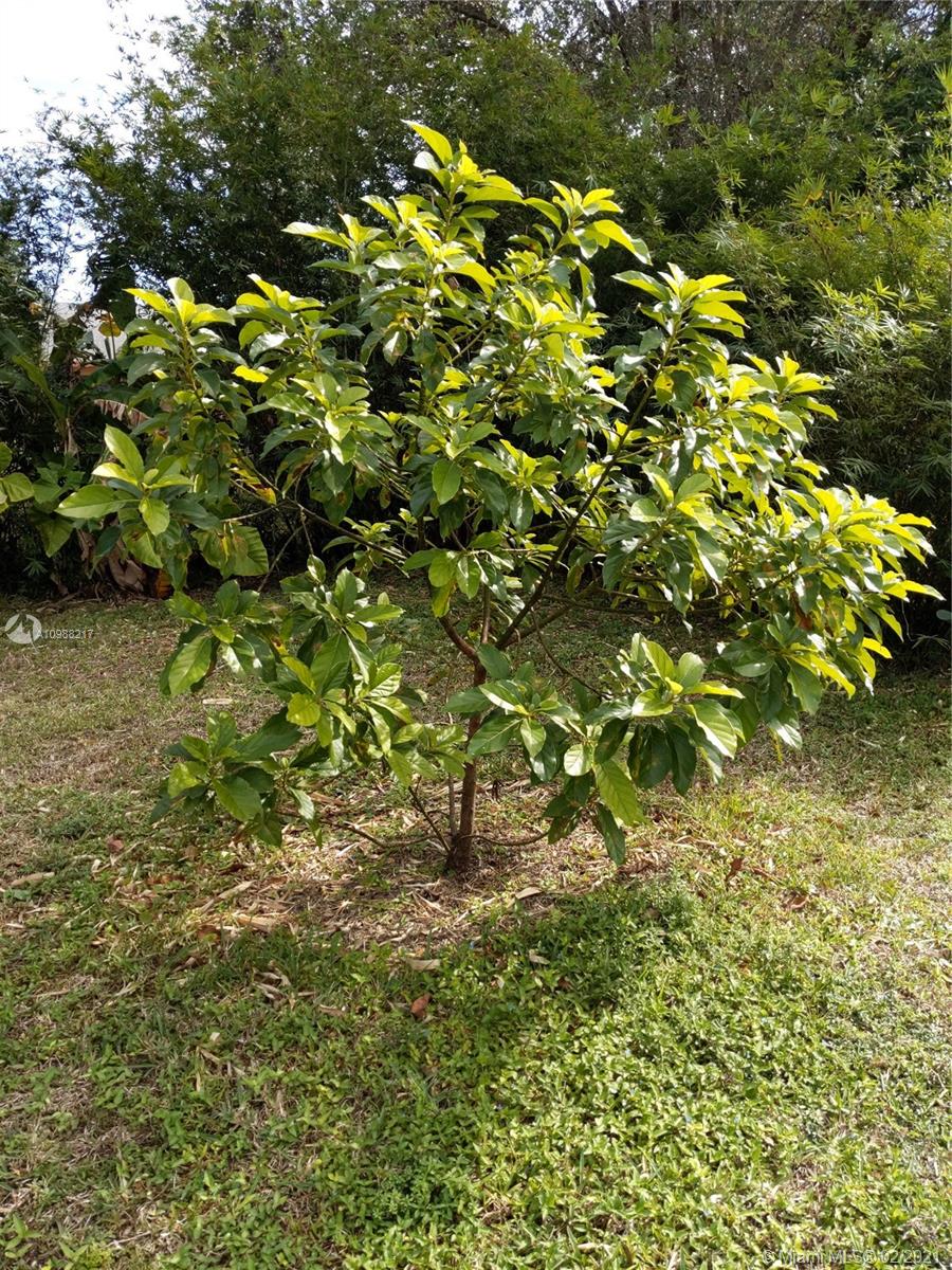 4630 Southwest 134th Avenue Southwest Ranches, FL 33330 - Photo 84 of 87 Avocado tree