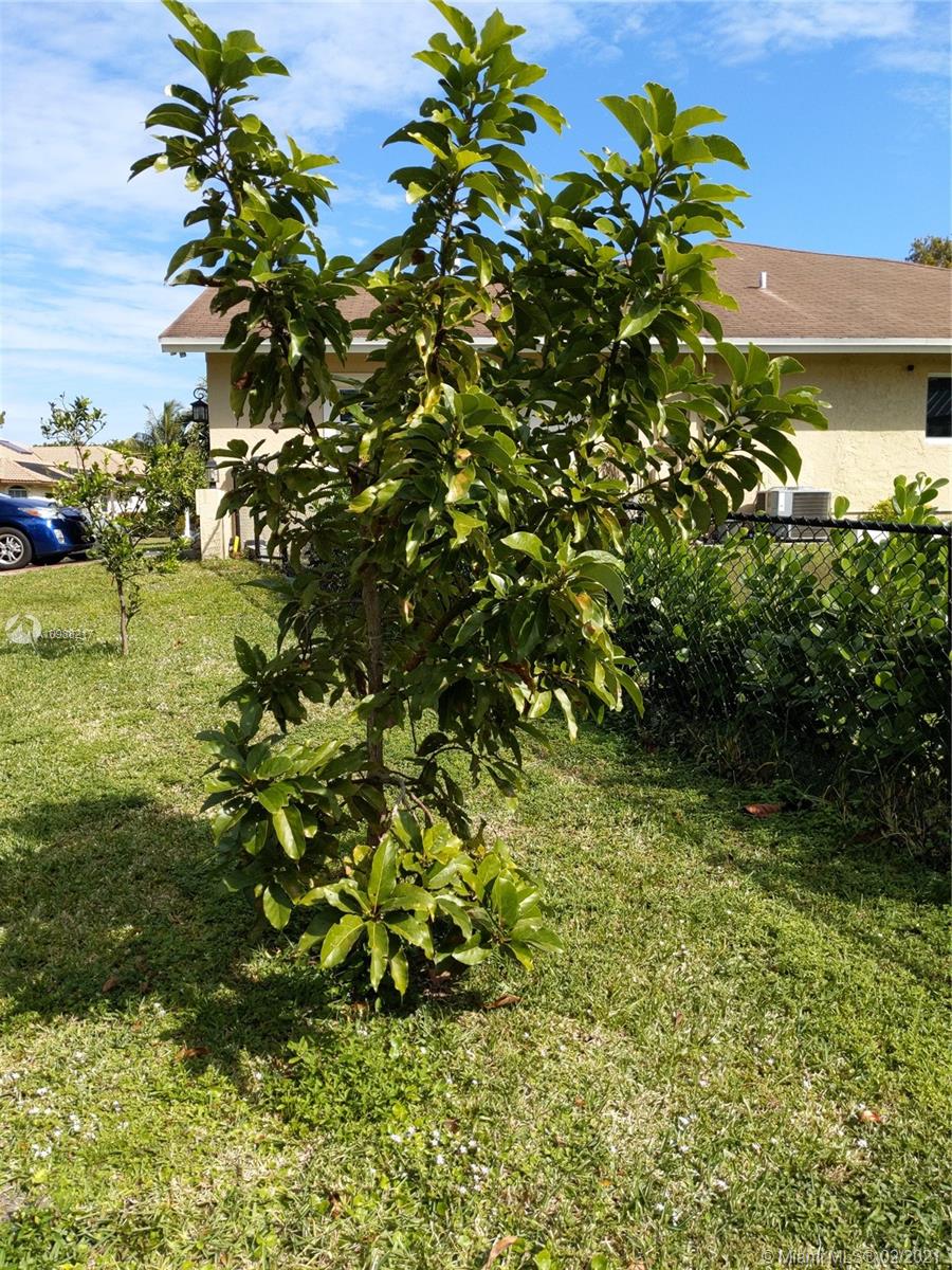 4630 Southwest 134th Avenue Southwest Ranches, FL 33330 - Photo 86 of 87 Avocado tree