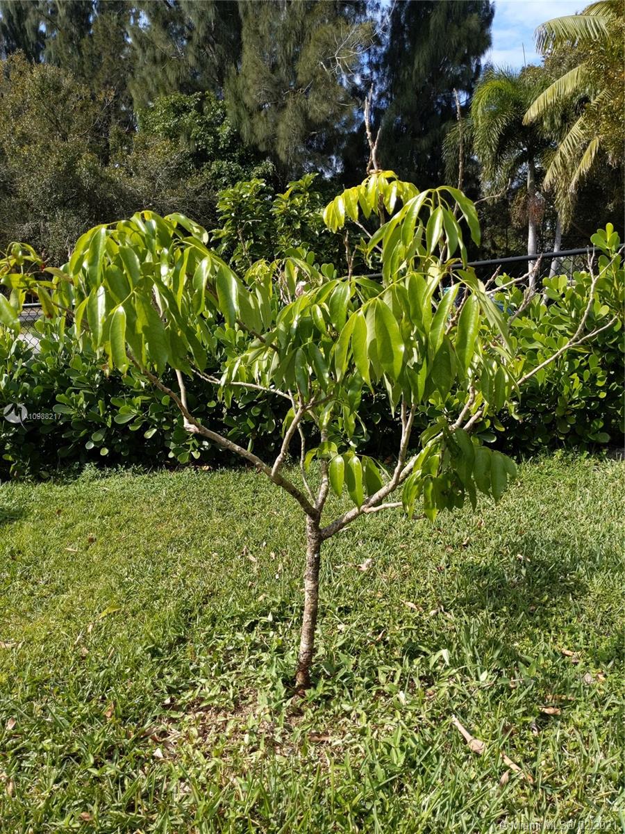 4630 Southwest 134th Avenue Southwest Ranches, FL 33330 - Photo 87 of 87 Lychee tree