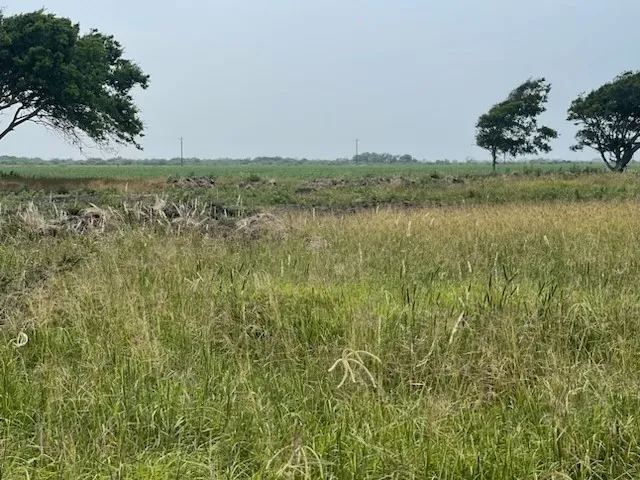 a view of a field with trees in the background