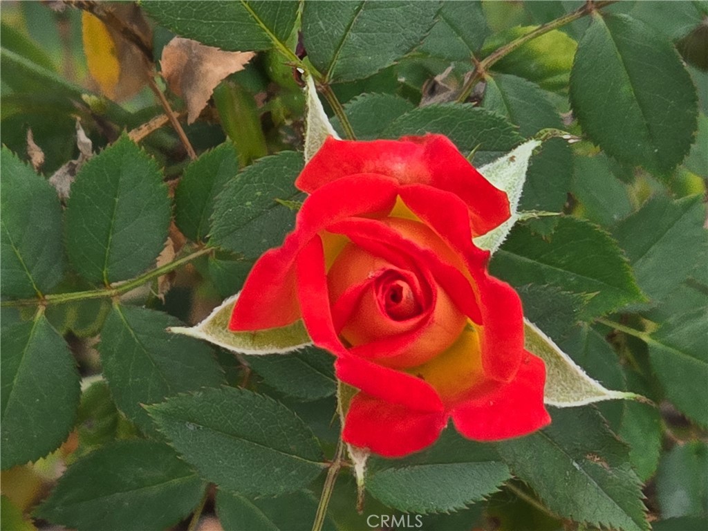 11357 Gramercy Place Riverside, CA 92505 - Photo 49 of 65 Beautiful rose bushes