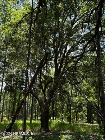 a view of tree