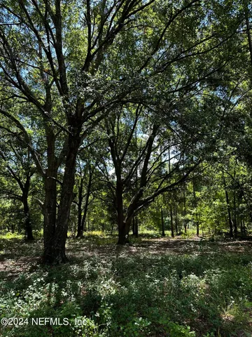 a view of a forest with trees in the background