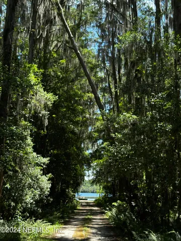 a view of a tree in a garden