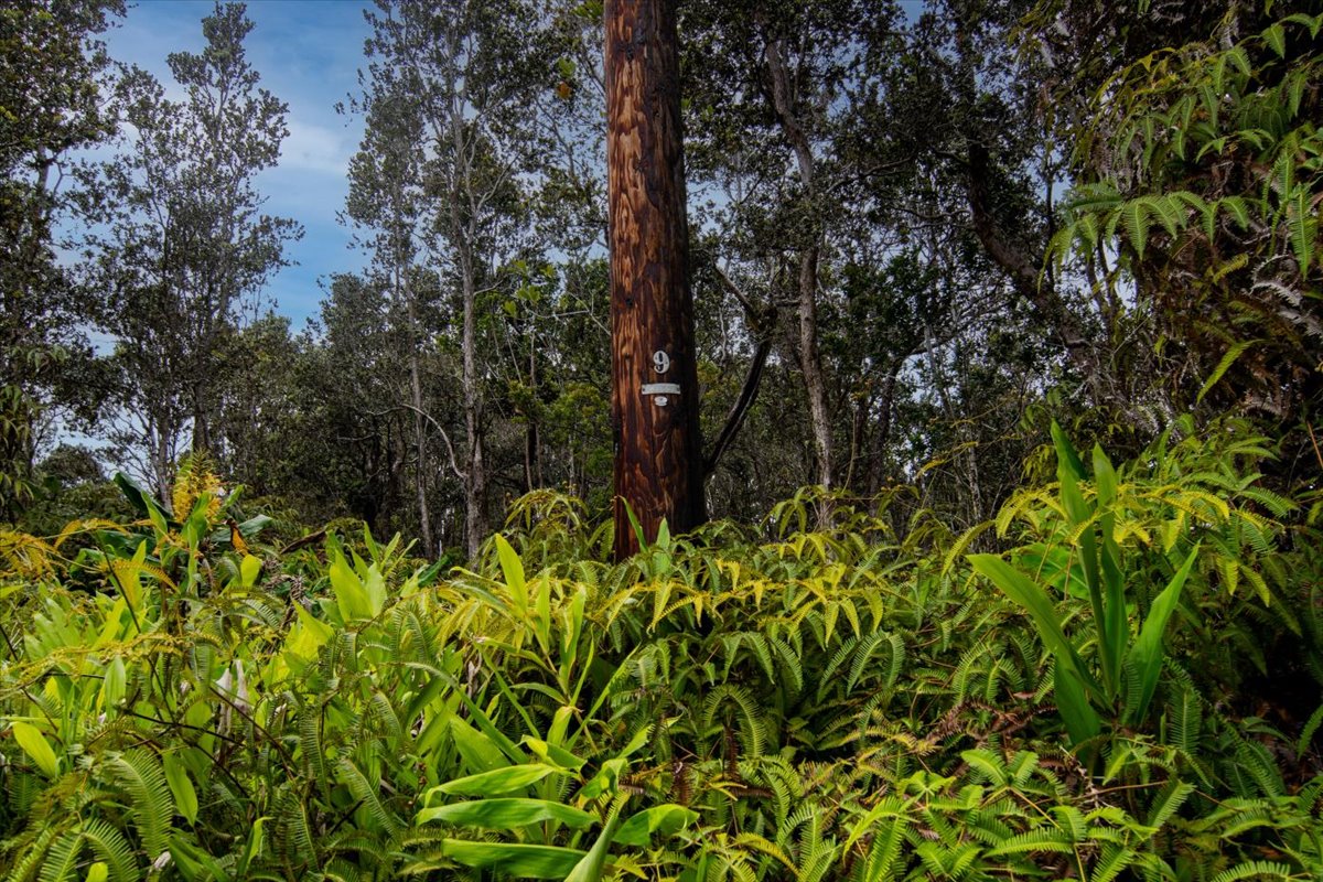 162 Maile Avenue Volcano, HI 96785 - Photo 11 of 19 a backyard of a house with lots of green space