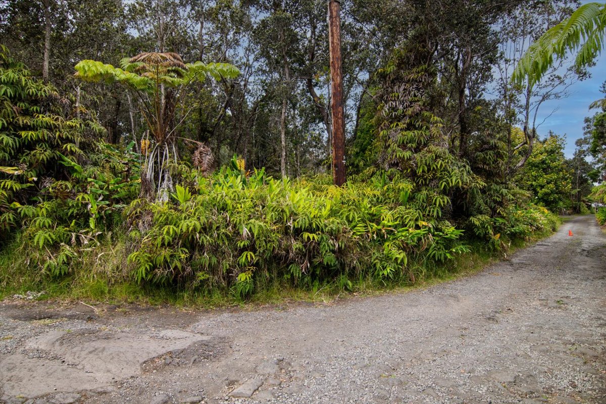 162 Maile Avenue Volcano, HI 96785 - Photo 12 of 19 a view of a plants with large trees