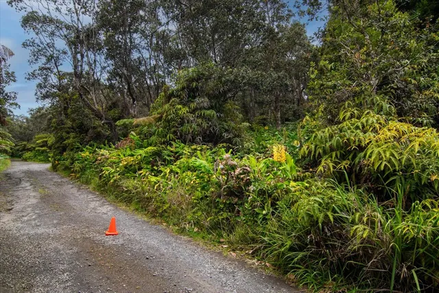 a view of a yard with plants and large trees