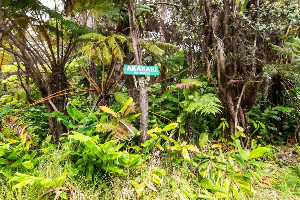162 Maile Avenue Volcano, HI 96785 - Photo 15 of 19 a picture of flowers