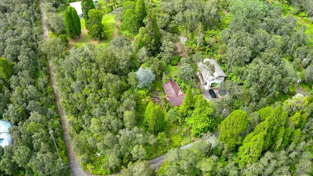 a view of a lush green forest with lots of trees