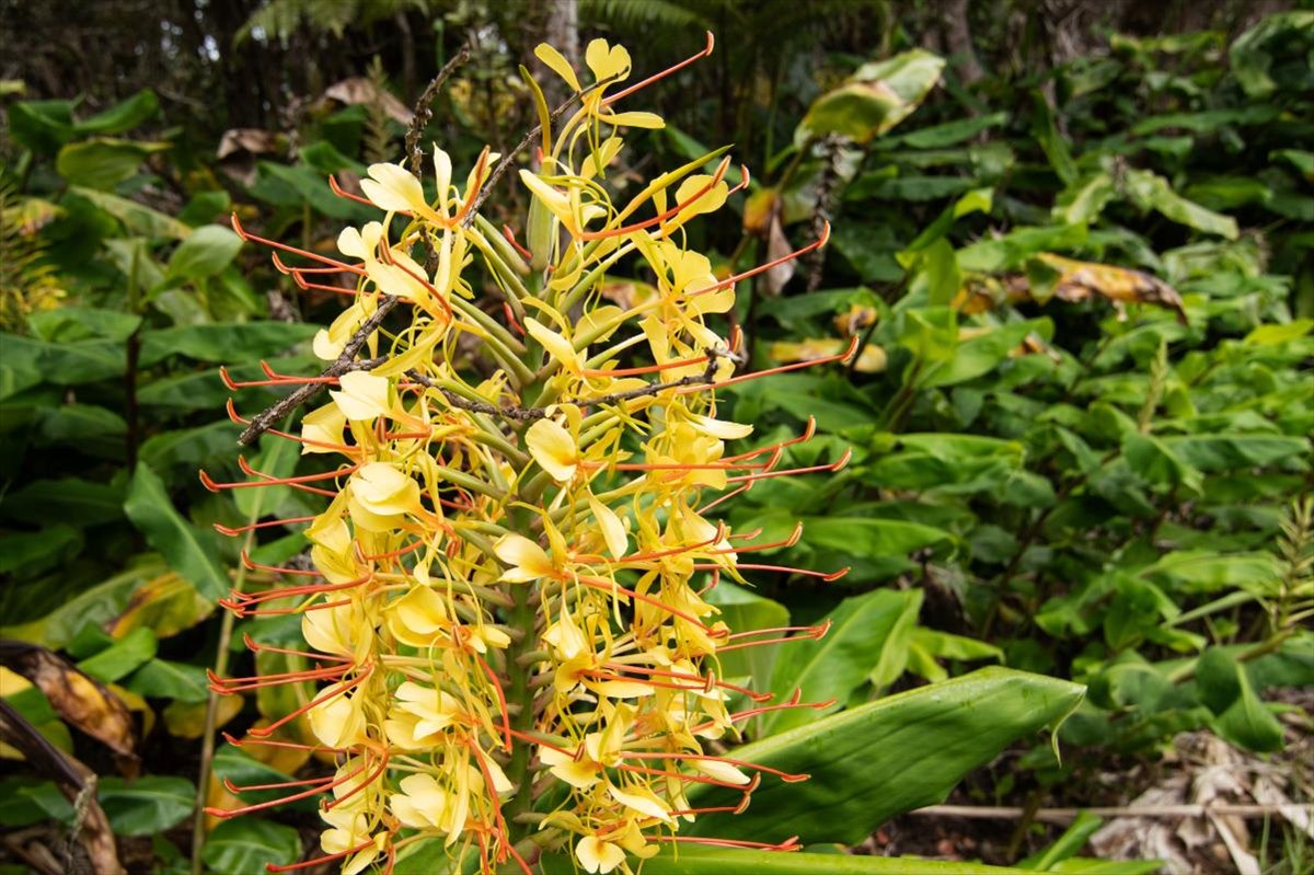 162 Maile Avenue Volcano, HI 96785 - Photo 7 of 19 a view of a plant with a plant