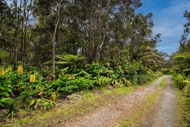a view of a yard with plants and large trees