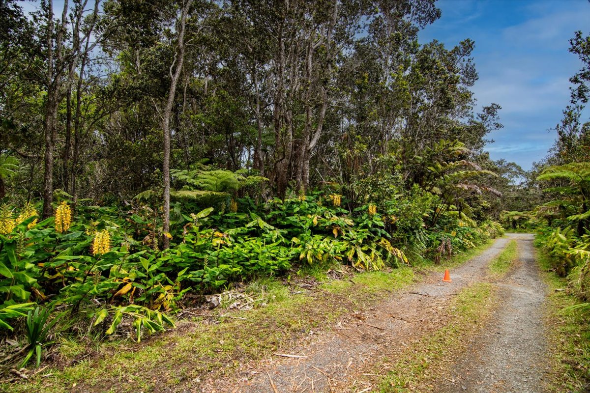 162 Maile Avenue Volcano, HI 96785 - Photo 8 of 19 a view of a yard with plants and large trees
