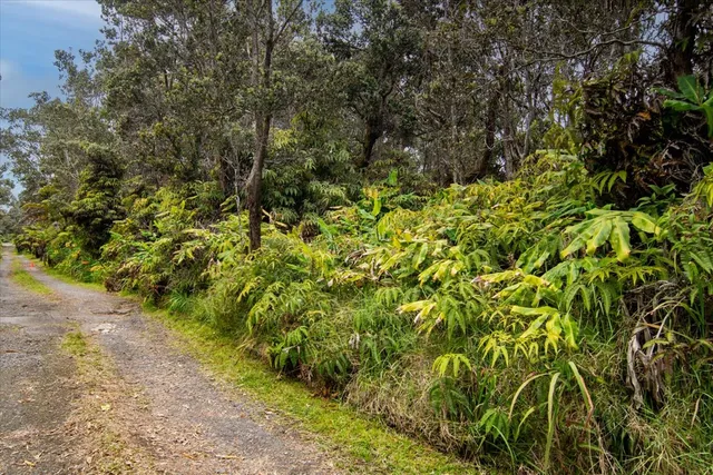 a view of a plants with large trees