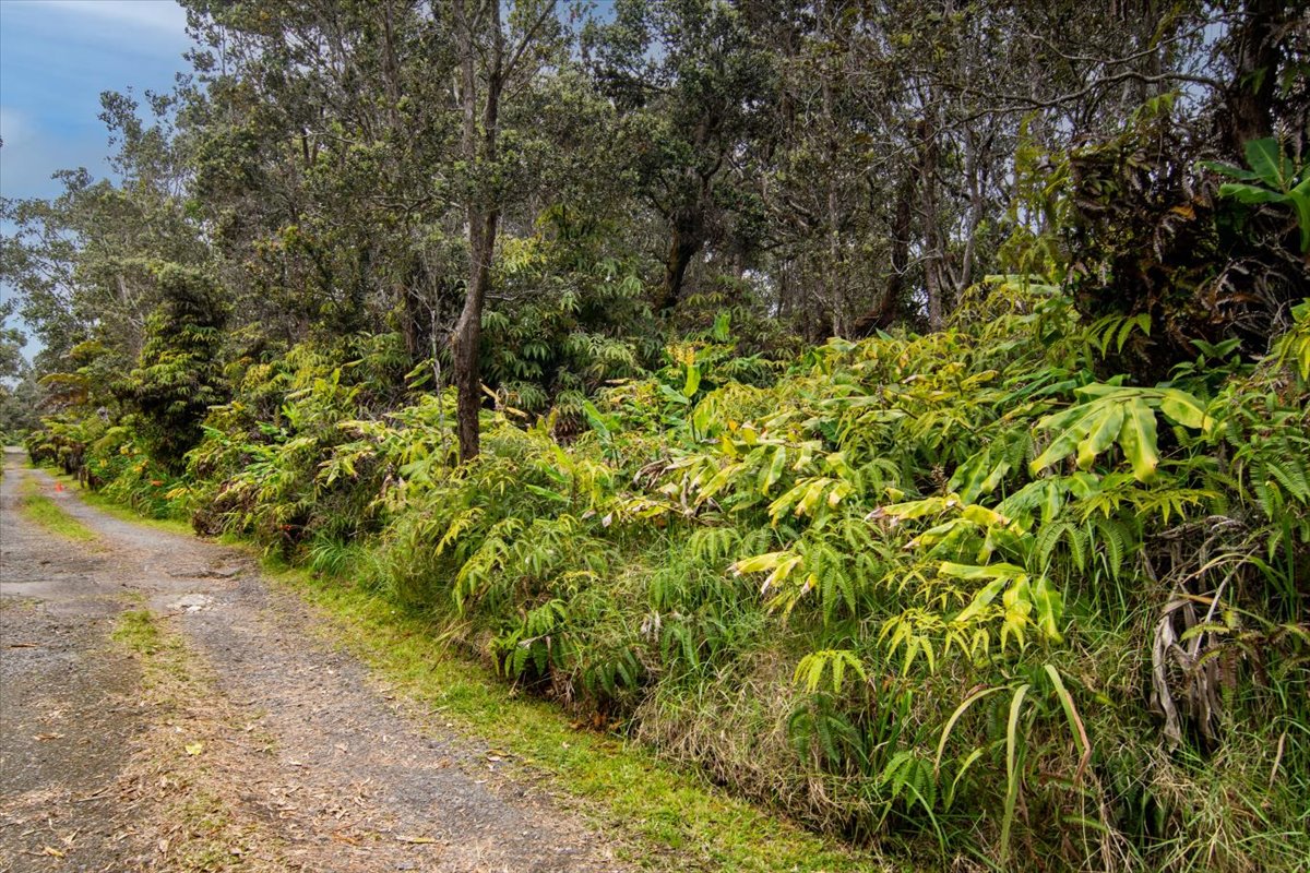 162 Maile Avenue Volcano, HI 96785 - Photo 9 of 19 a view of a yard with plants and large trees