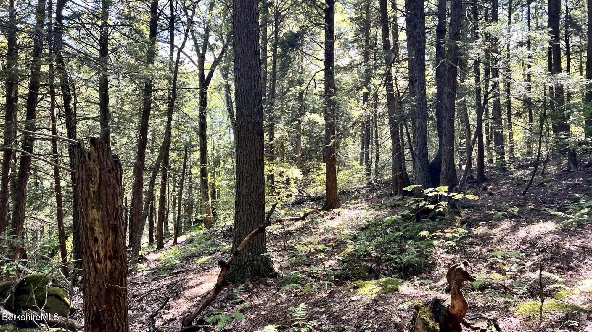 8 Hemlock Road Tyringham, MA 01264 - Photo 22 of 31 IMG_6924