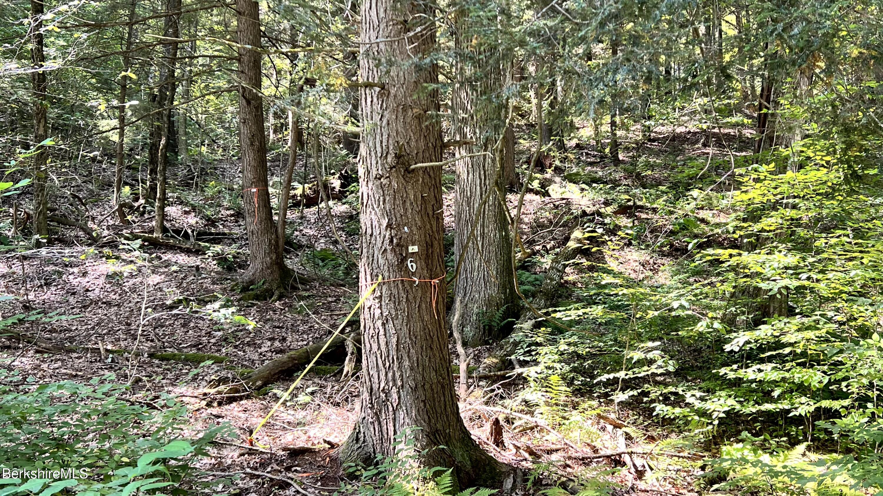 8 Hemlock Road Tyringham, MA 01264 - Photo 31 of 31 IMG_6913