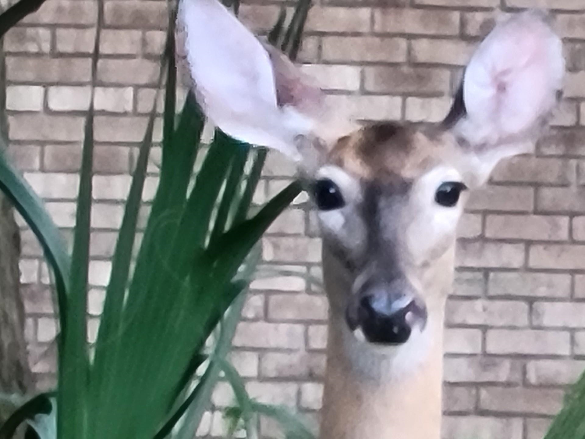 631 Andrew Avenue St. Augustine, FL 32086 - Photo 20 of 20 a view of entryway