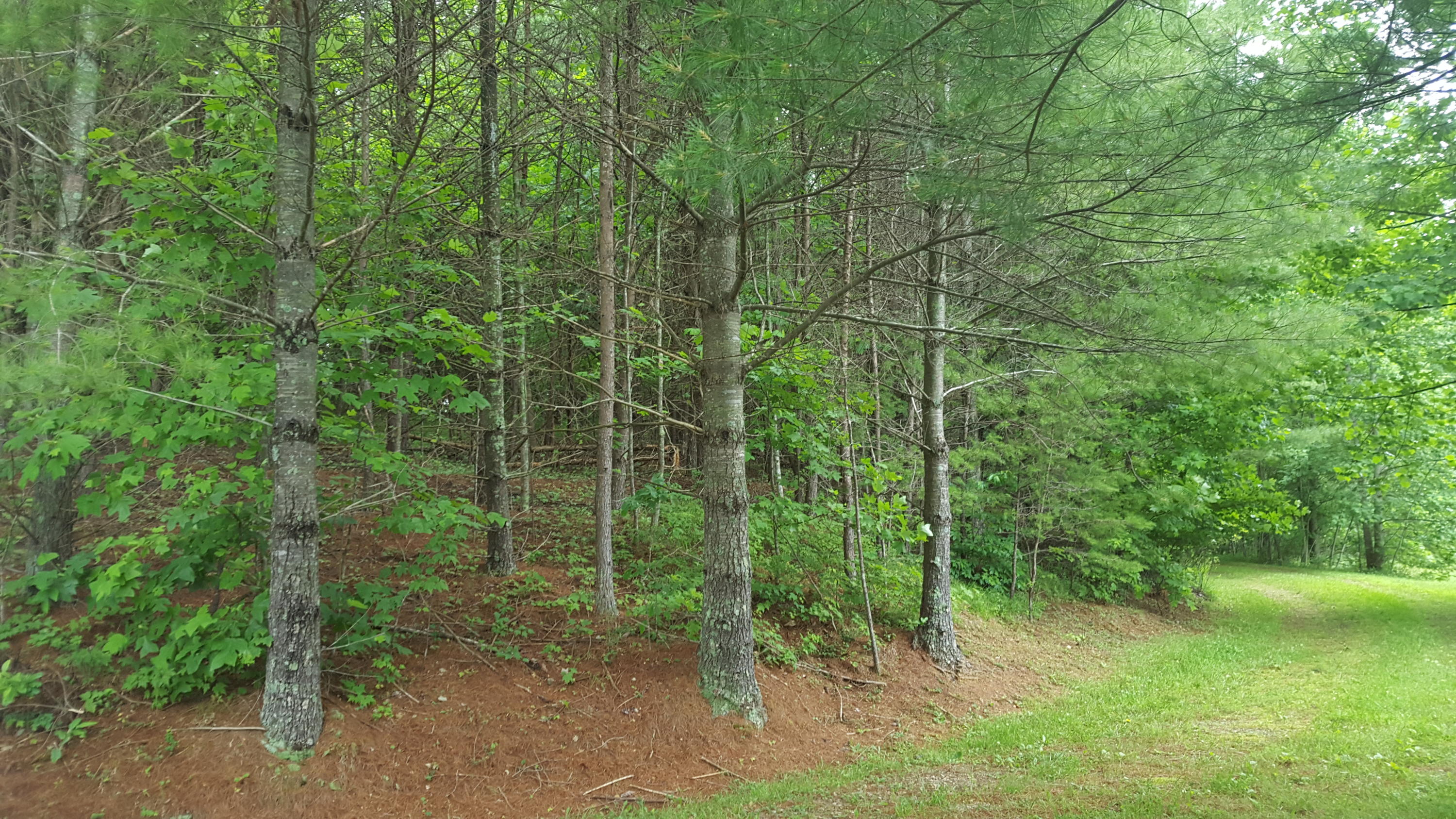2283 Sawmill Road Ferrum, VA 24088 - Photo 19 of 24 Land Views